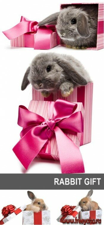     -      2011  | Rabbit & gift box clipart