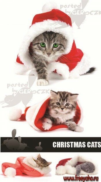     -   | Christmas cats clipart