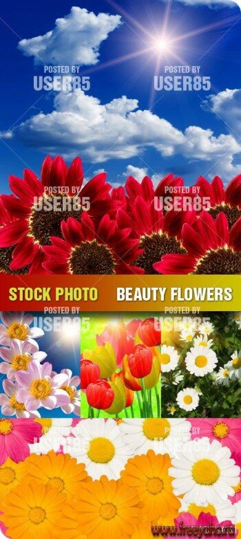   | Stock Photo - Beauty Flowers