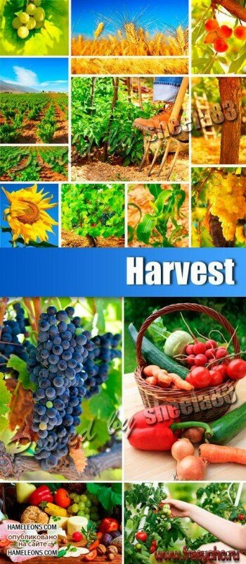        -   | Harvest