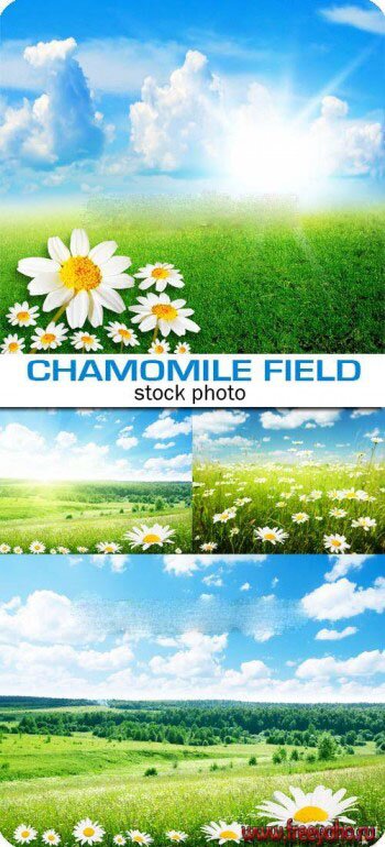   -  | Camomiles green fields
