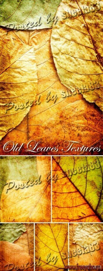       -  | Old Leaves Textures