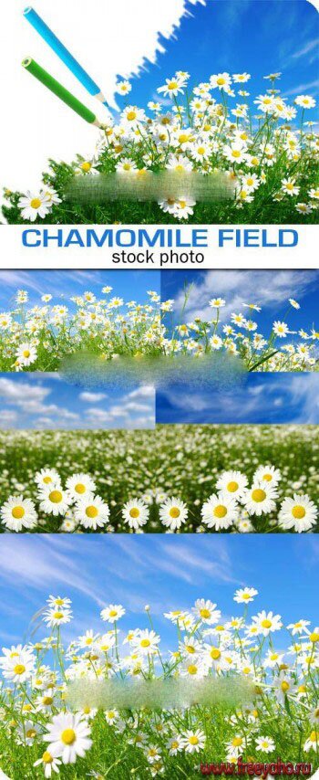     -   | Green nature and chamomile fields
