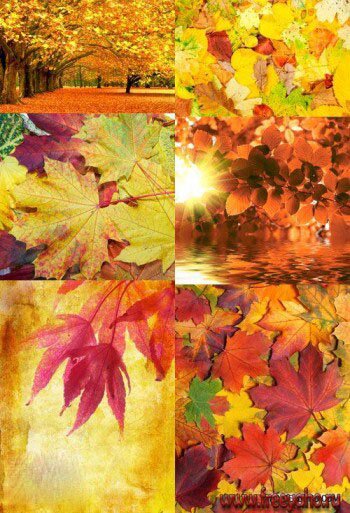     | Autumn leaves backgrounds