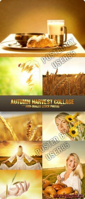 ,     -  | Harvest wheat clipart