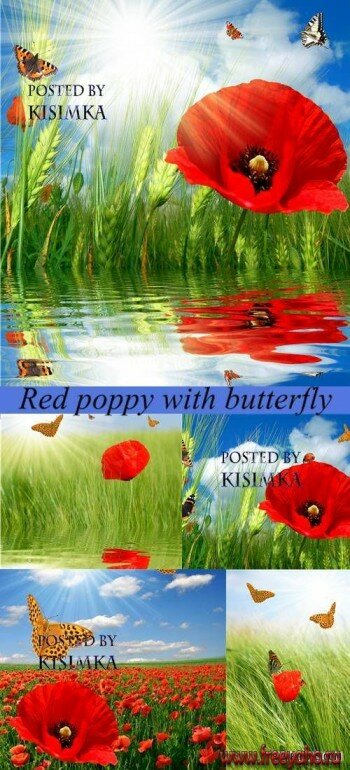     - | Red poppy and butterfly