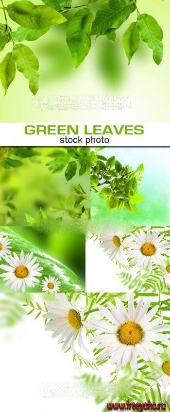     -   | Green leaves and chamomile backgrounds