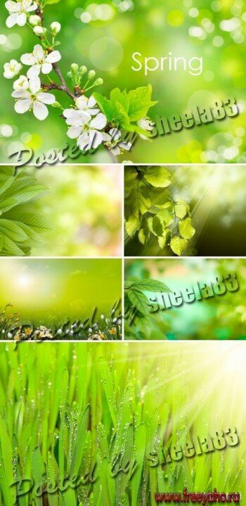    -  | Spring Green Backgrounds