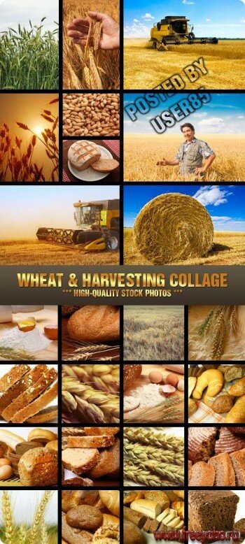     -   | Harvest wheat and bread