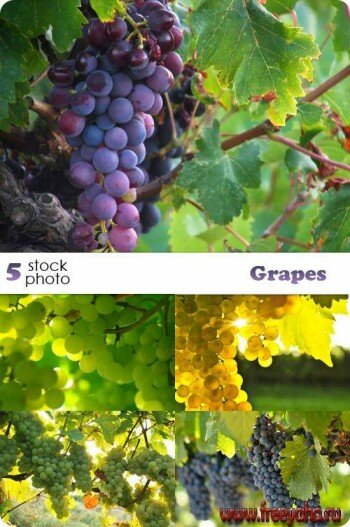 -   | Grapes
