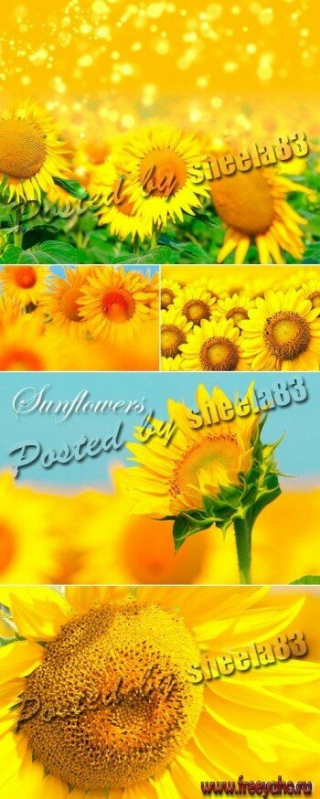   -  | Sunflowers