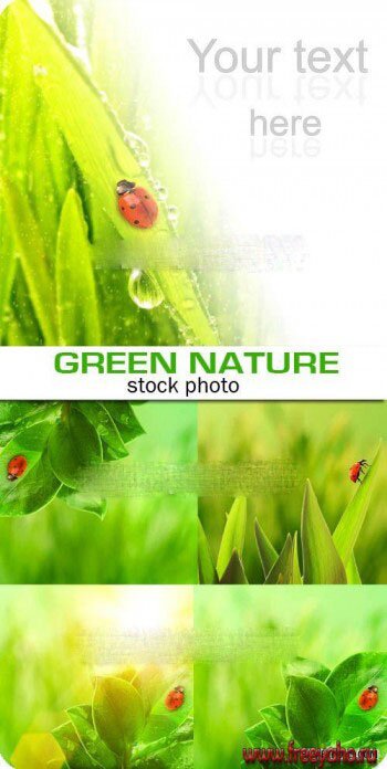      -   | Green leaves and ladybug