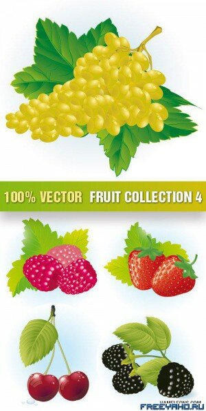    | Stock Vector - Fruit Collection 4