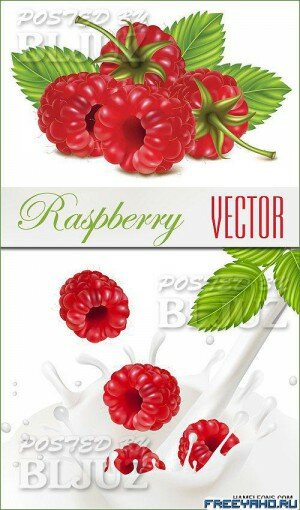  -    | Vector Raspberry