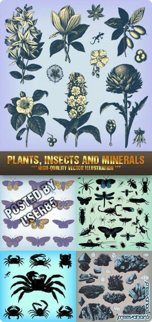 , ,     -    | Plants, Insects and Minerals