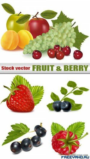      | Fruit vector 3