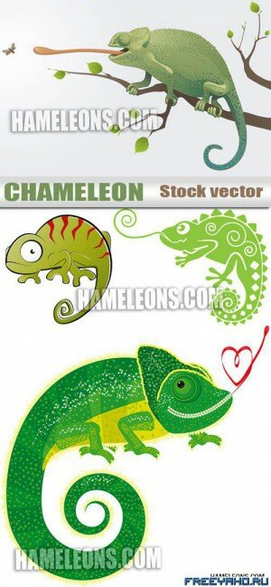    | Chameleon in vector