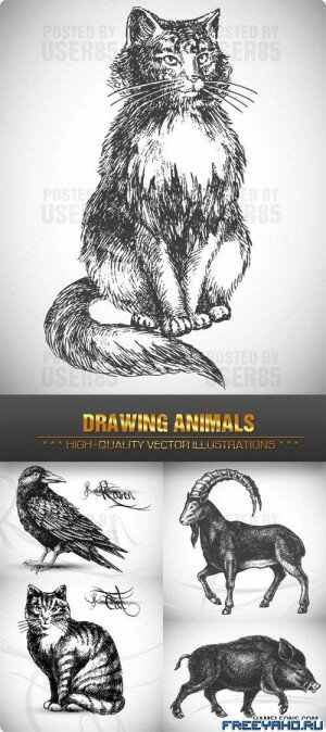   -   | Drawing Vector Animals