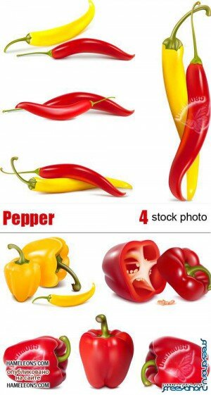    | Pepper vector