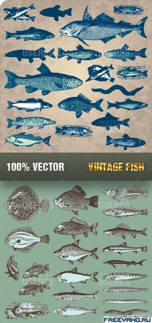   -   | Vintage Vector Fish