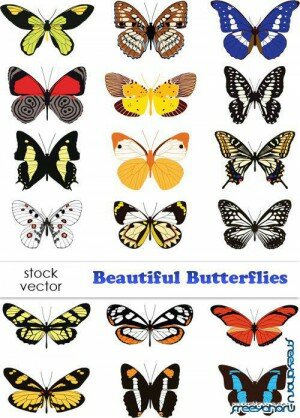    | Butterfly vector