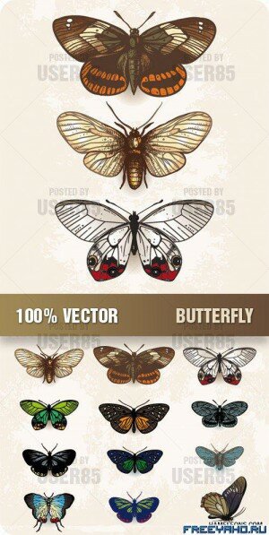    | Stock Vector - Butterfly