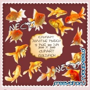 Clipart goldfish -    PNG