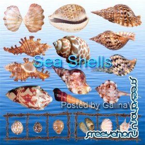       Seashells PNG