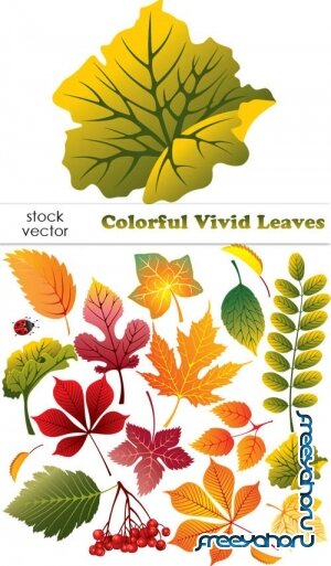   - Colorful Vivid Leaves