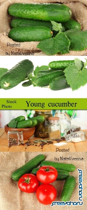   / Young cucumbers - Stock photo 