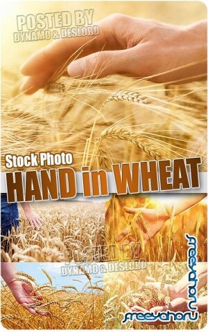 Рука в спелой пшенице - Растровый клипарт