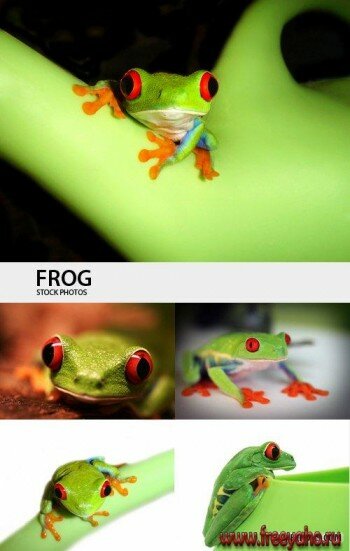    -   | Frogs