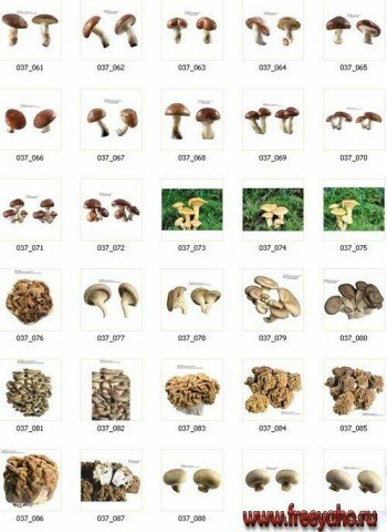 IZ054 - Mushrooms | 
