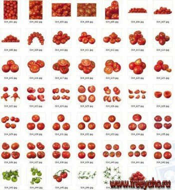 Tomatoes | 
