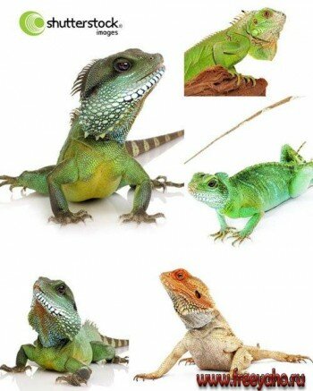 Awesome SS - Iguana images | 