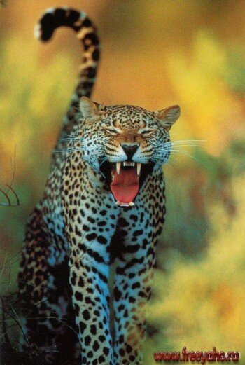 Tigers, lions, leopards, cheetah |  