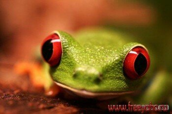    -   | Frogs