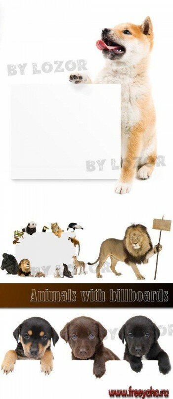       -   | Stock Animals with white blank cards