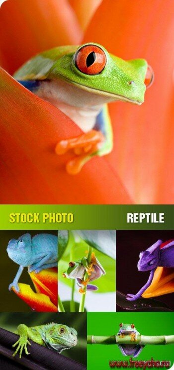 Рептилии - хамелеоны, ящерицы и лягушки | Stock Photo - Reptile
