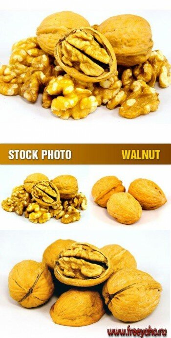 Stock Photo - Walnut |  