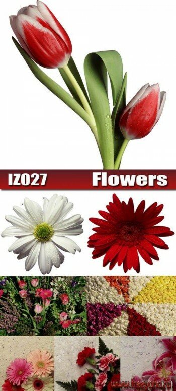 IZ027 Flowers | Цветы