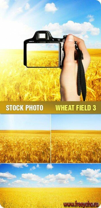 Stock Photo - Wheat Field 3 |  