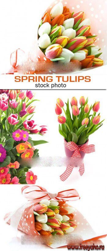  -   | Tulips clipart 3