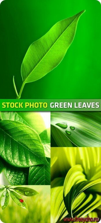Stock Photo - Green Leaves |  
