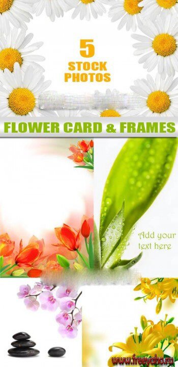     | Flower card & frames