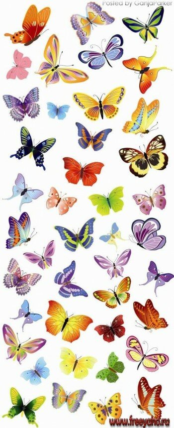   -   | Butterfly clipart