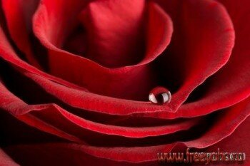Розы | Roses 4