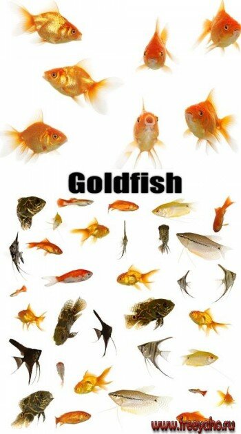      -   | Goldfish clipart