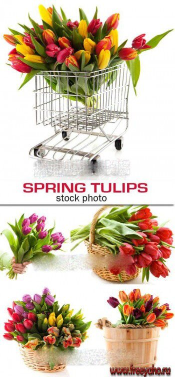   -   | Spring Tulips