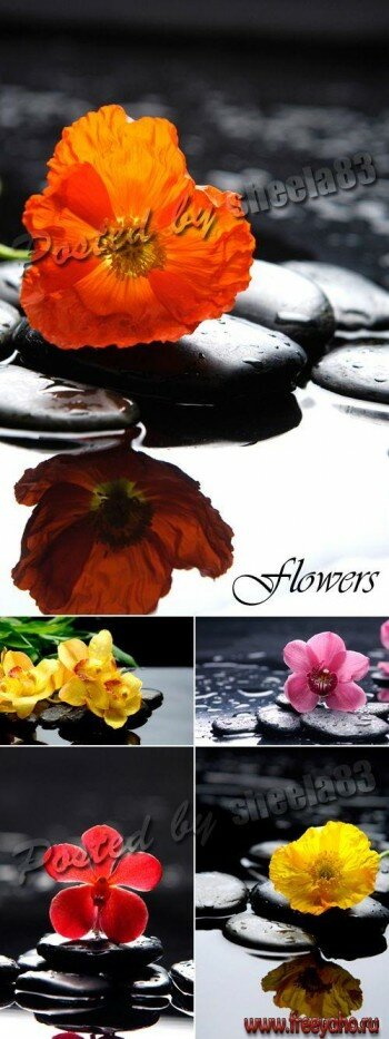        -  | Flowers and Stones